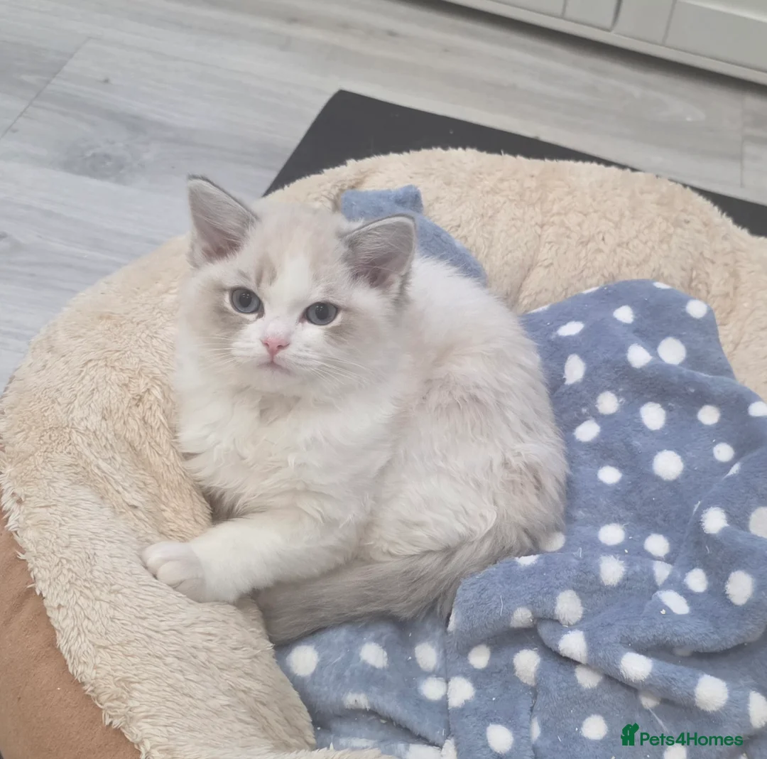 Ragdoll cats for sale: READY TO LEAVE 😻 tica registered Ragdoll Kitten   - Advert 4