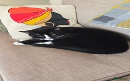 Domestic Shorthair cats for sale: Callie & Clive - Image 3