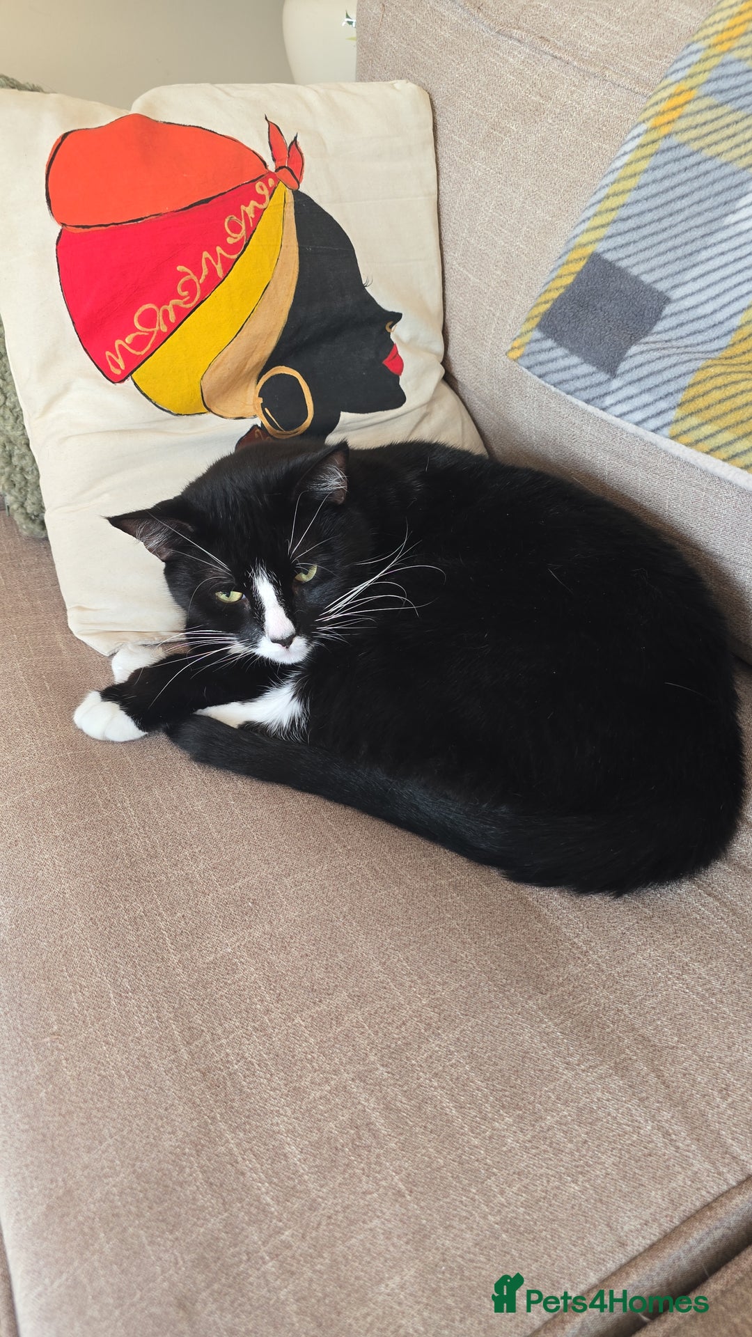 Domestic Shorthair cats for sale: Callie & Clive - Image 3