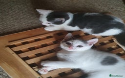 Mixed Breed cats for sale: 2 Beautiful Little Kittens - Image 35