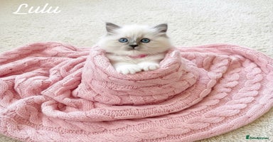 Ragdoll cats Gorgeous Fluffy Ragdoll Kittens  - Advert 3