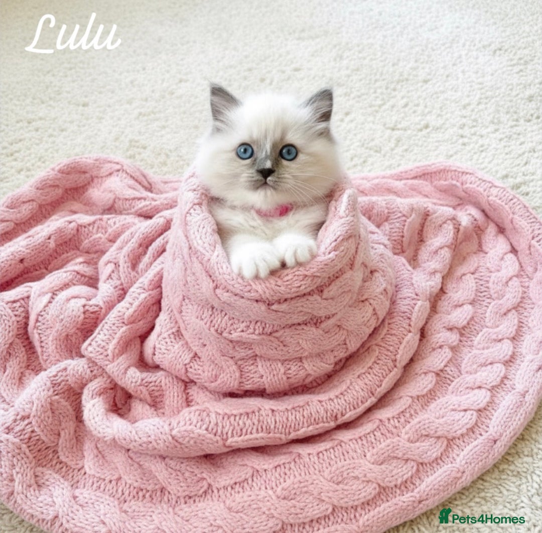 Ragdoll cats for sale: Gorgeous Fluffy Ragdoll Kittens  - Advert 1