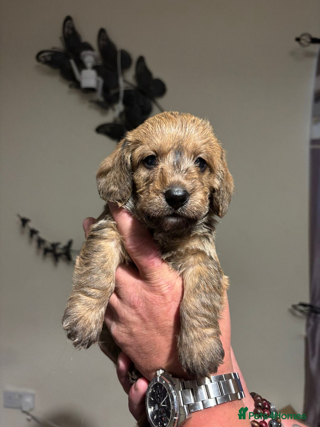 Doxiepoo dogs for sale: Doxiepoo f1 - Image 1