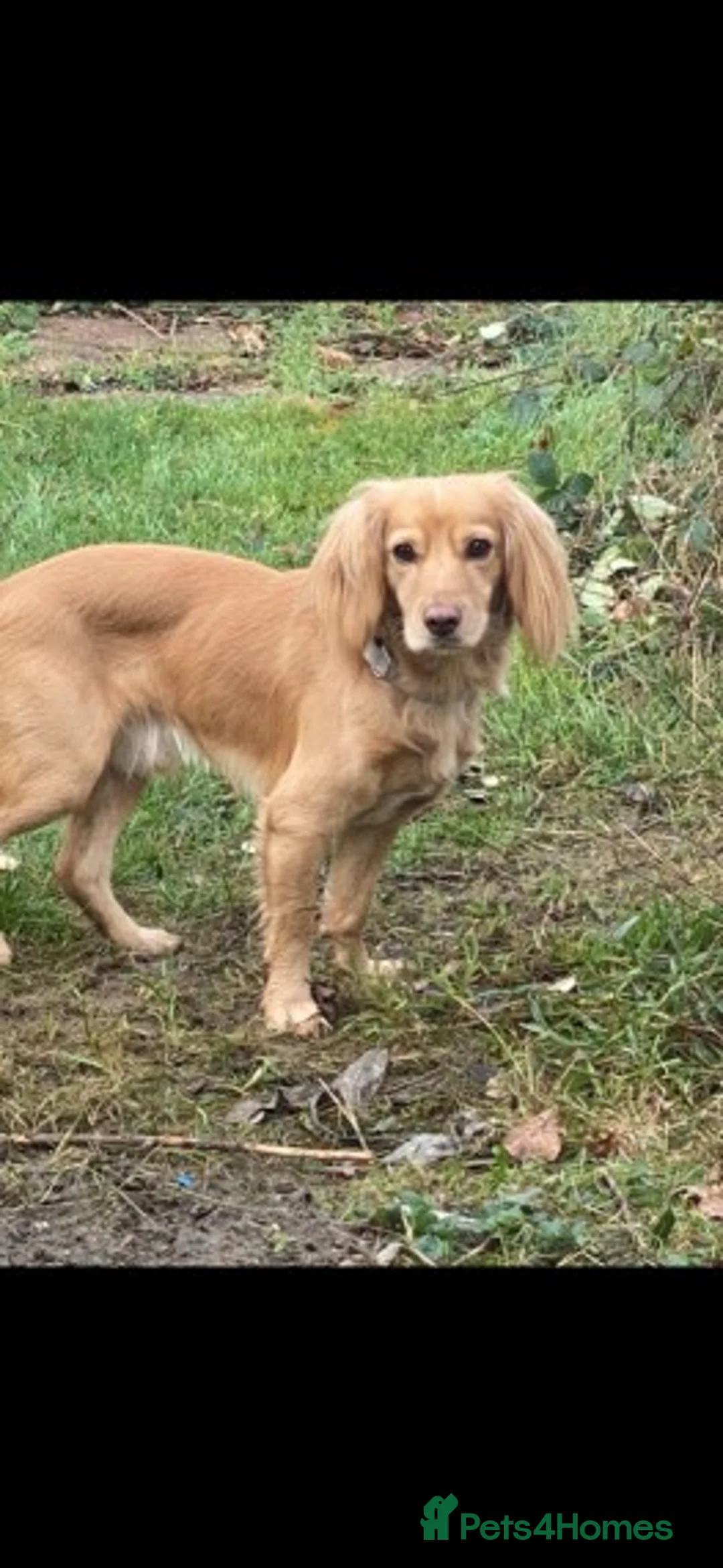 Cocker Spaniel dogs for stud: Beautiful cocker spaniel stud in Tonbridge - Advert 2