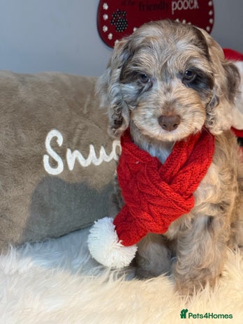 Cockapoo dogs - Advert 2