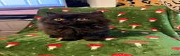 Persian cats for sale: Persian kittens - Advert 11
