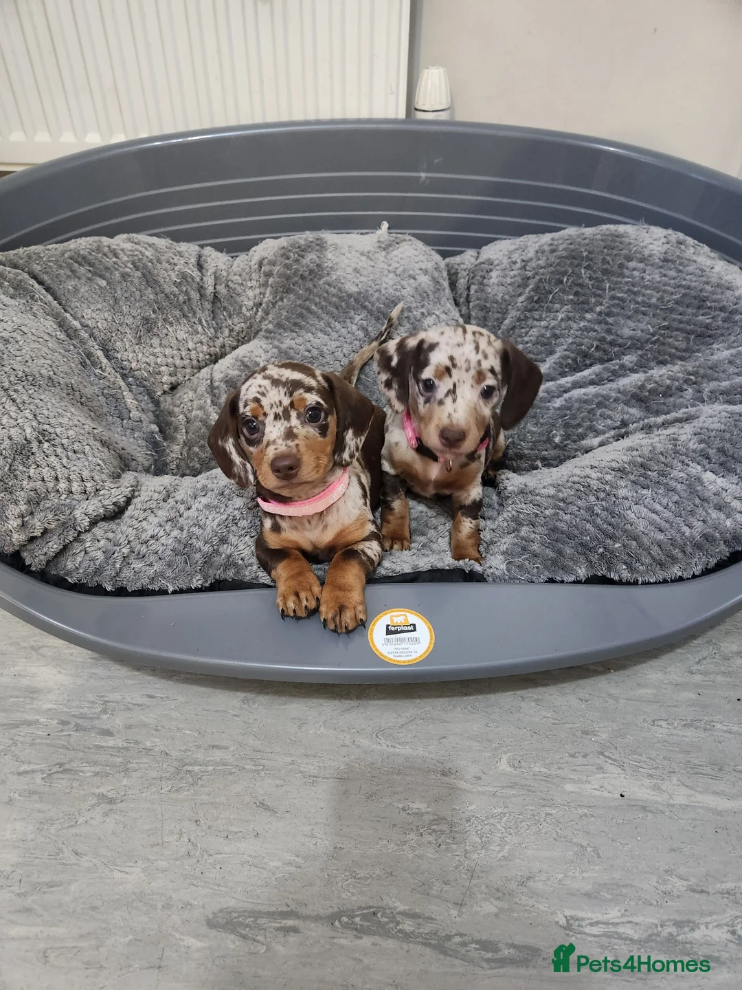 Miniature Dachshund dogs for sale: 6 beautiful Miniature Dachshund  - Advert 1