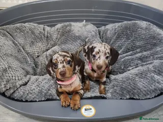 Miniature Dachshund dogs 6 beautiful Miniature Dachshund - Advert 1