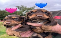 Cocker Spaniel dogs for sale: GORGEOUS WORKING COCKER PUPS - Image 22