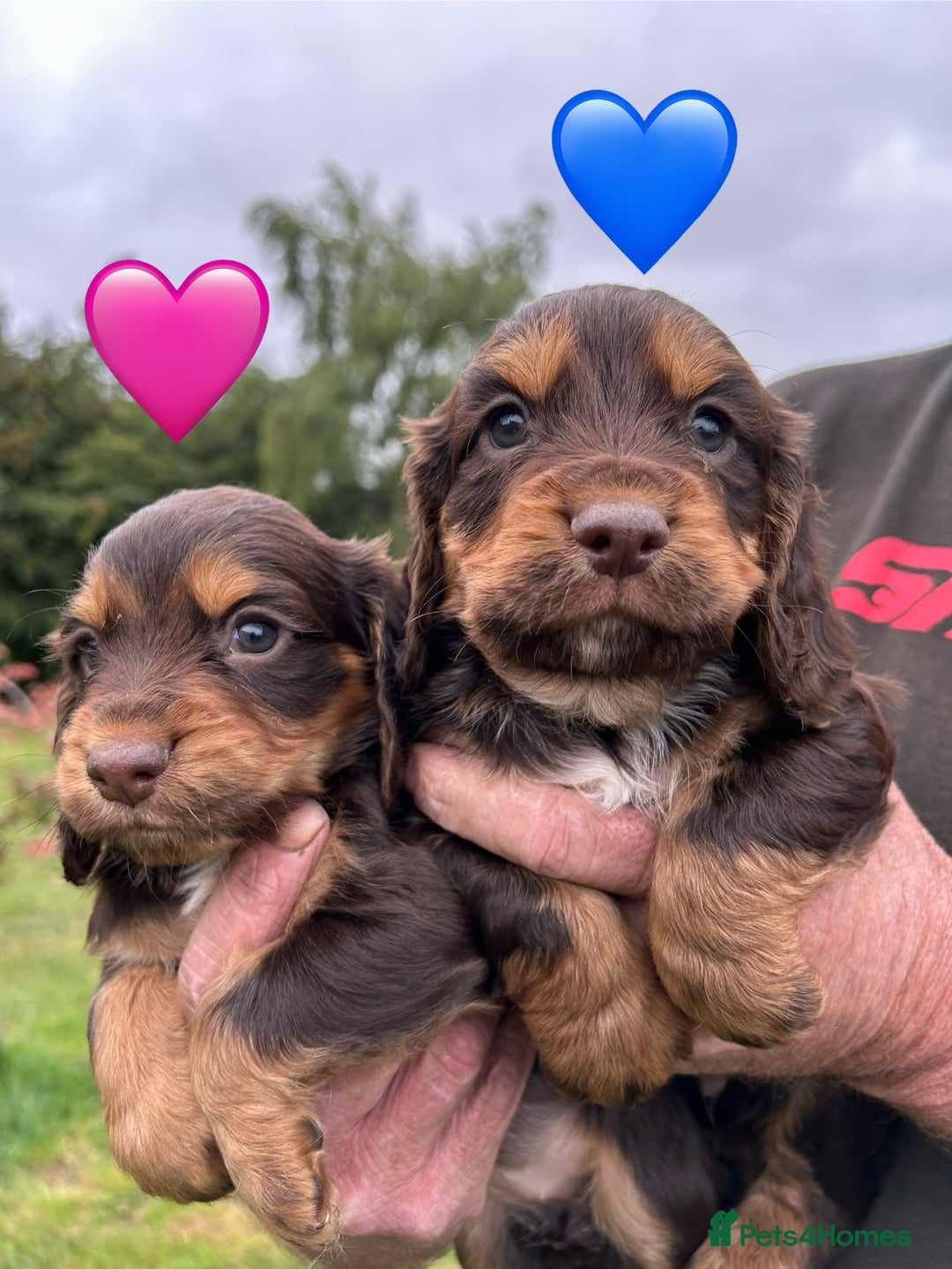 Cocker Spaniel dogs for sale: GORGEOUS WORKING COCKER PUPS - Image 22
