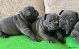 French Bulldog dogs for sale: Solid Blue French Bulldog female puppies - Image 9