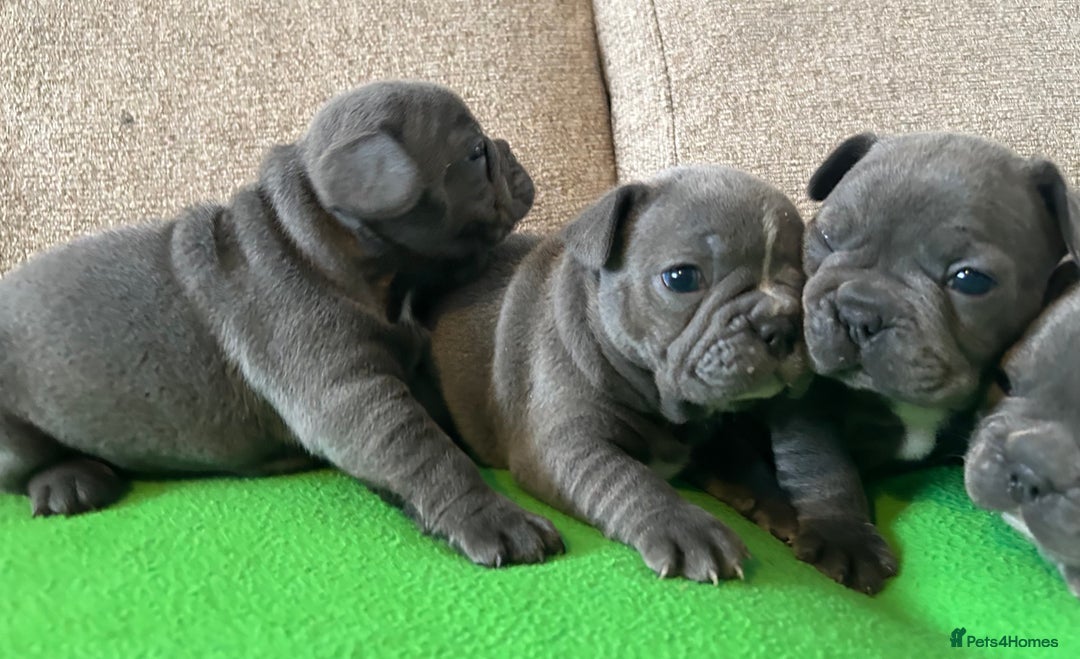 French Bulldog dogs for sale: Solid Blue French Bulldog female puppies - Image 9