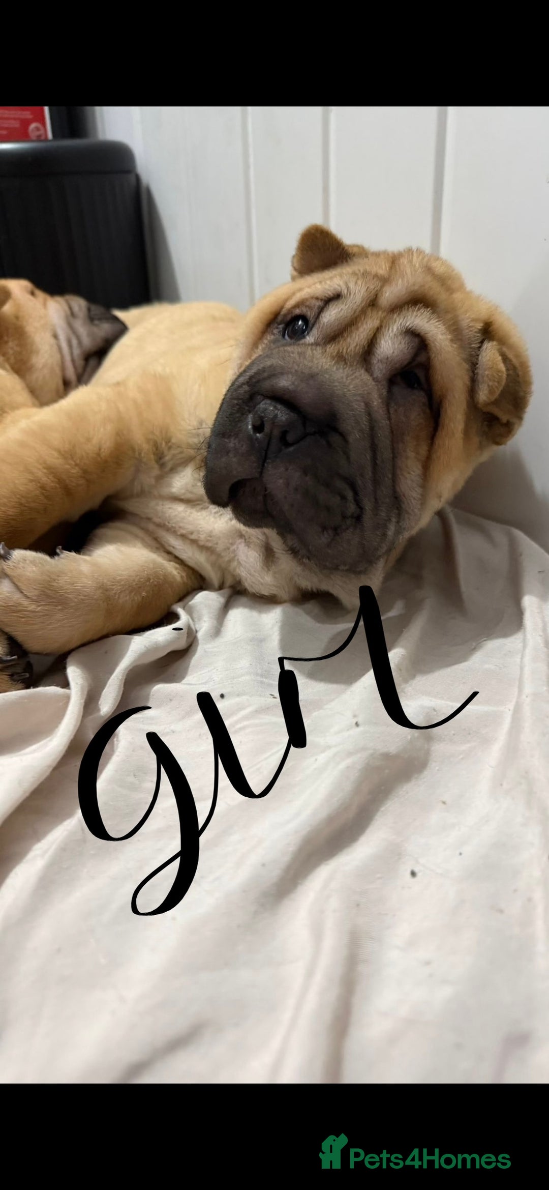 Shar Pei dogs for sale: 2 baby’s left… 1 boy & 1 girl left  - Advert 7