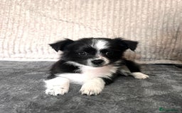 Mixed Breed dogs for sale: Chihuahua X jack Russel Puppies  - Image 1