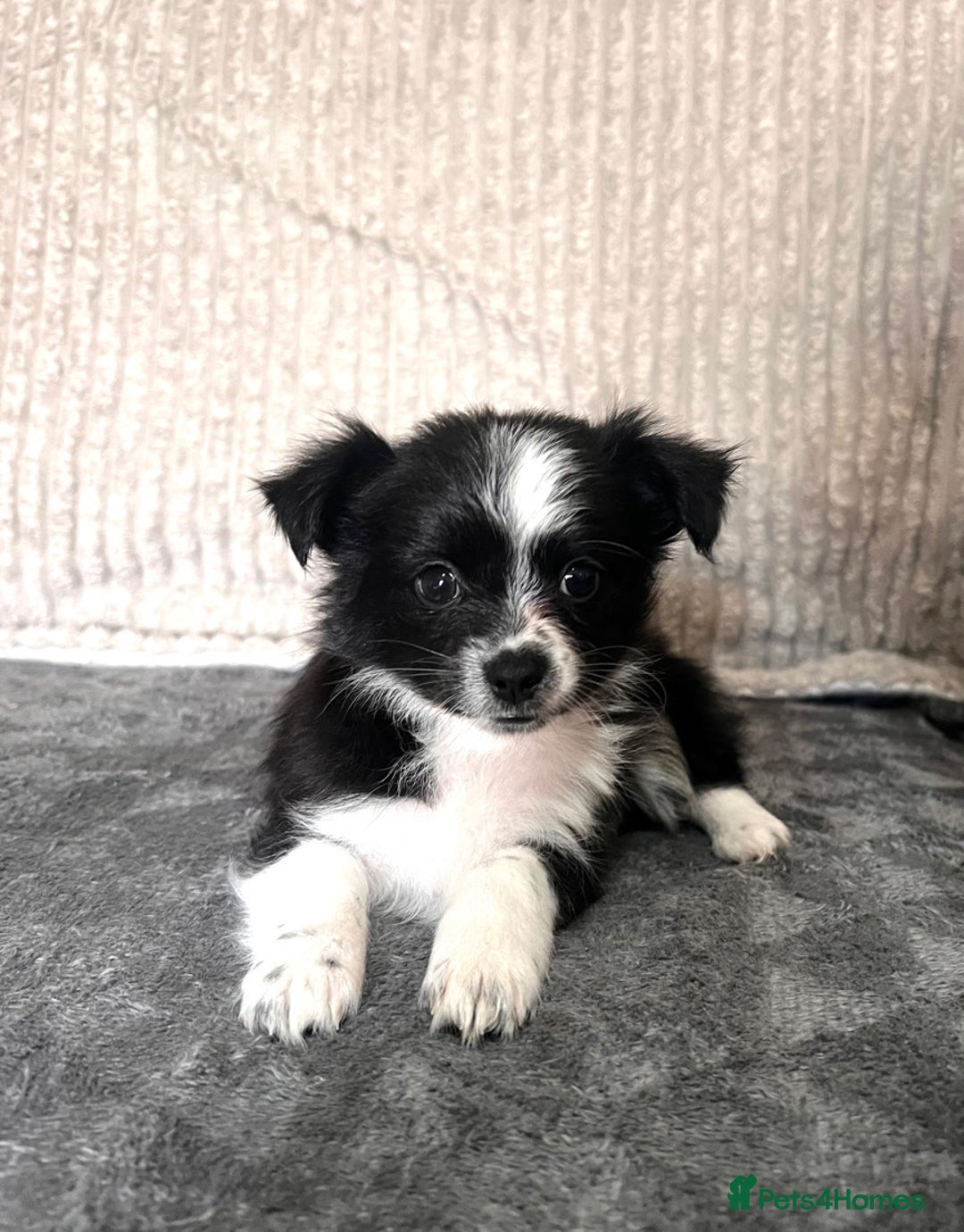 Mixed Breed dogs for sale: Chihuahua X jack Russel Puppies  - Image 1