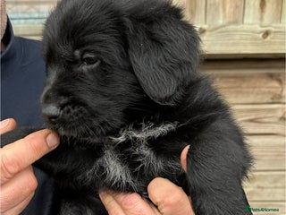 Mixed Breed dogs German ShepherdxGerman Wire-Haired Pointer puppies - Advert 1