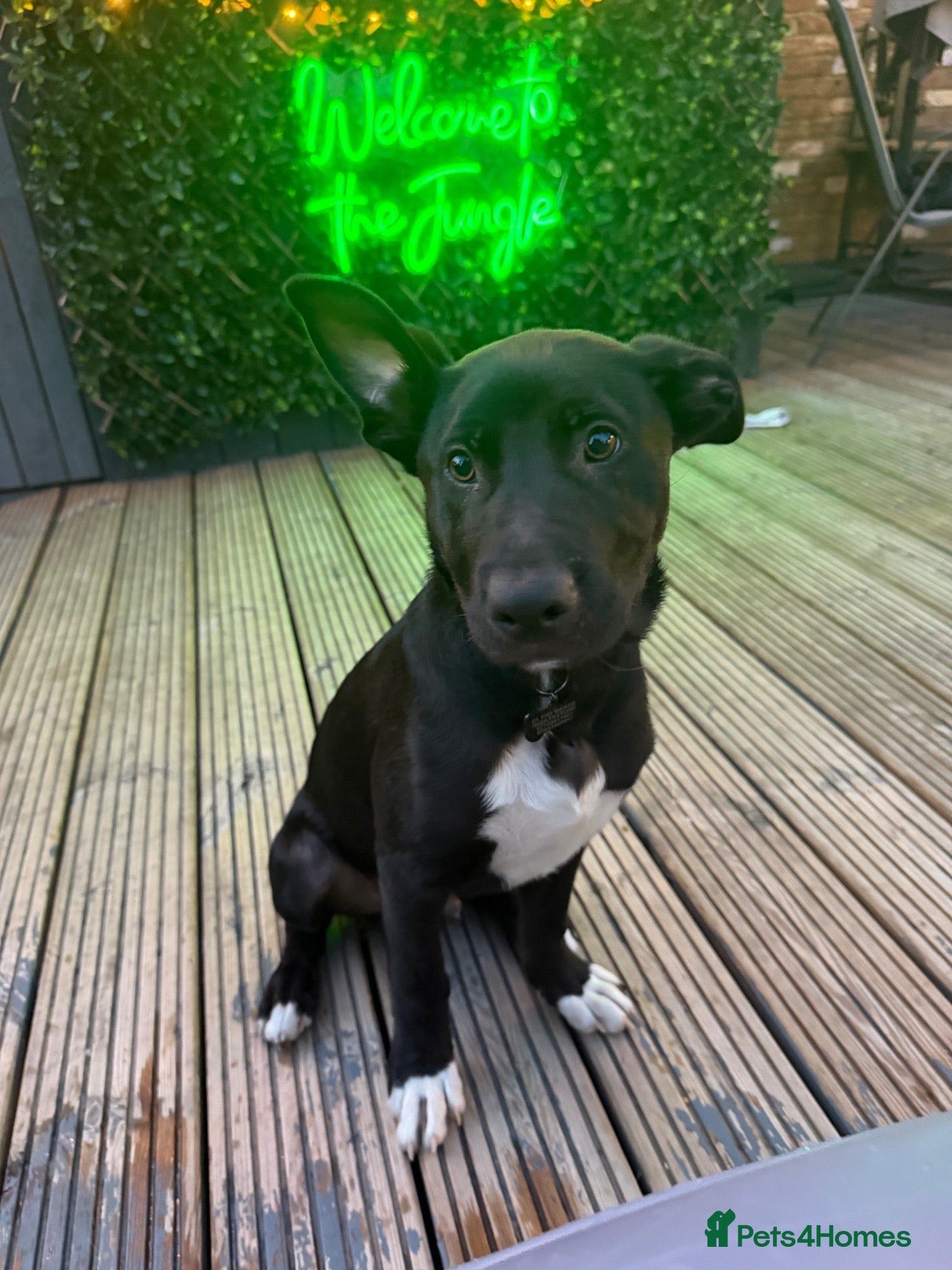 Mixed Breed dogs Labrador Cross - Advert 4