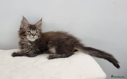 Maine Coon cats for sale: Pedigree Maine Coon Kittens for sale  - Image 27