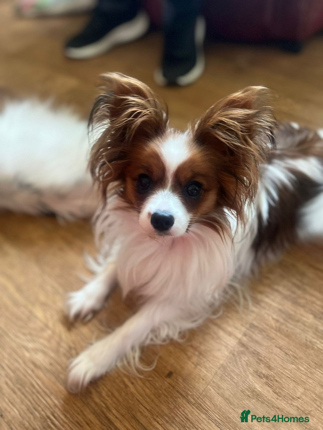Papillon dogs for sale: One Baby girl  - Advert 5