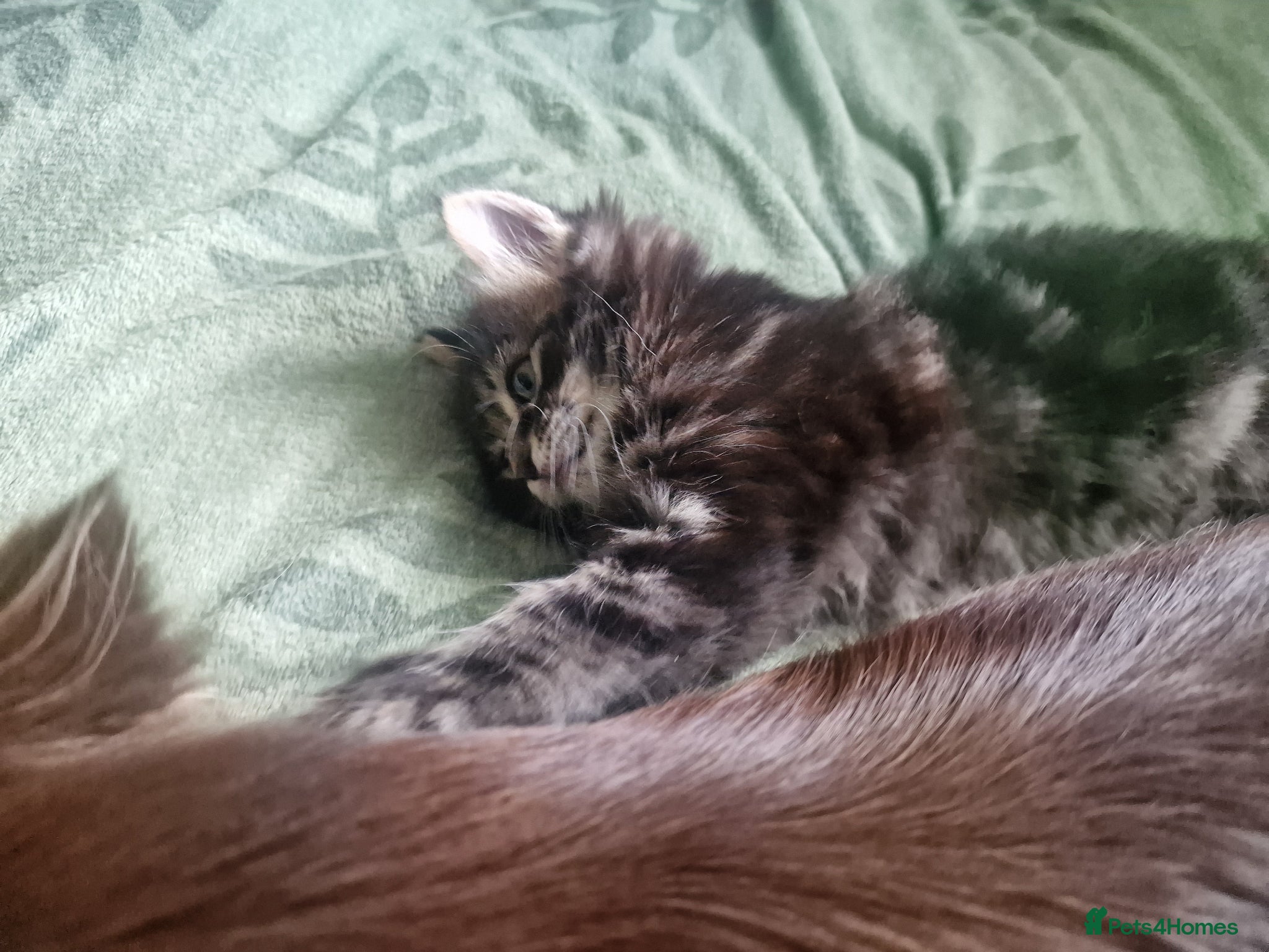 Mixed Breed cats for sale: Cute male kitten looking for his family - Advert 2