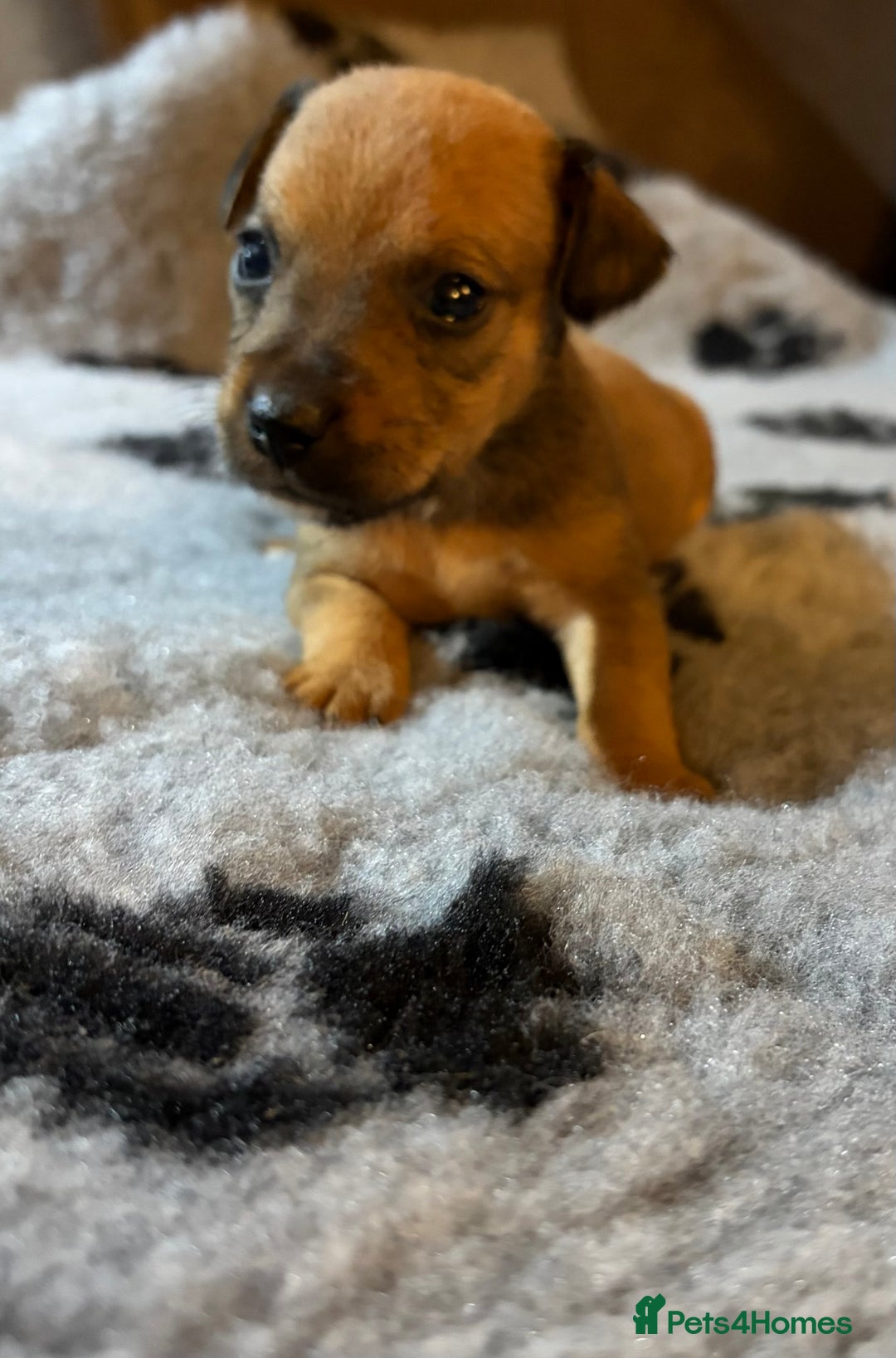 Mixed Breed dogs for sale: 6 Lakeland x Russell puppies  - Advert 16