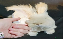 Angora rabbits for sale: Poor little man... - Image 22