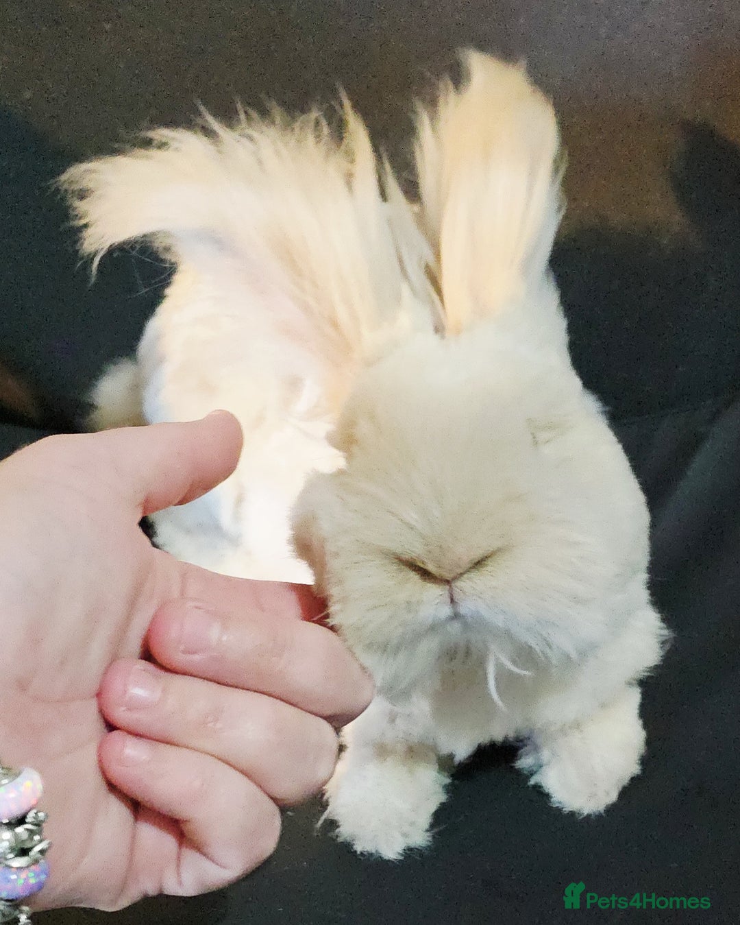 Angora rabbits for sale: Poor little man... - Image 22