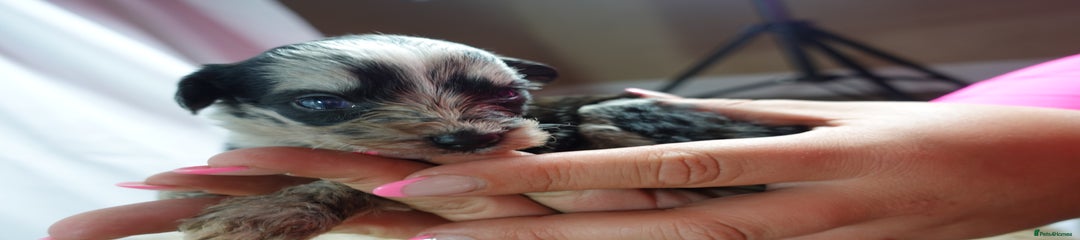 Sheepadoodle Puppy 8