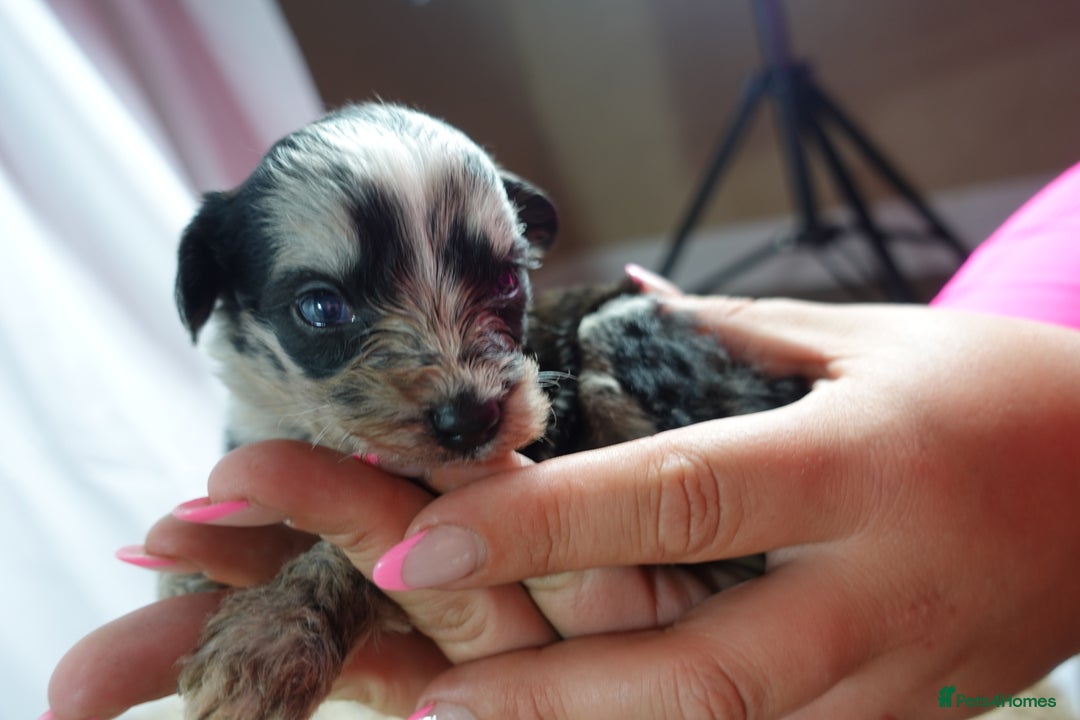 Sheepadoodle dogs for sale: Mini Sheepadoodle the wait is over!  - Image 16