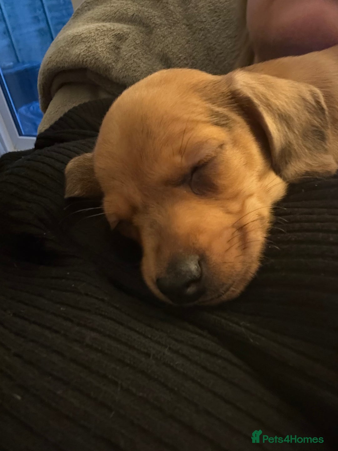 Dachshund dogs for sale: Dachshund puppies for sale  - Advert 11