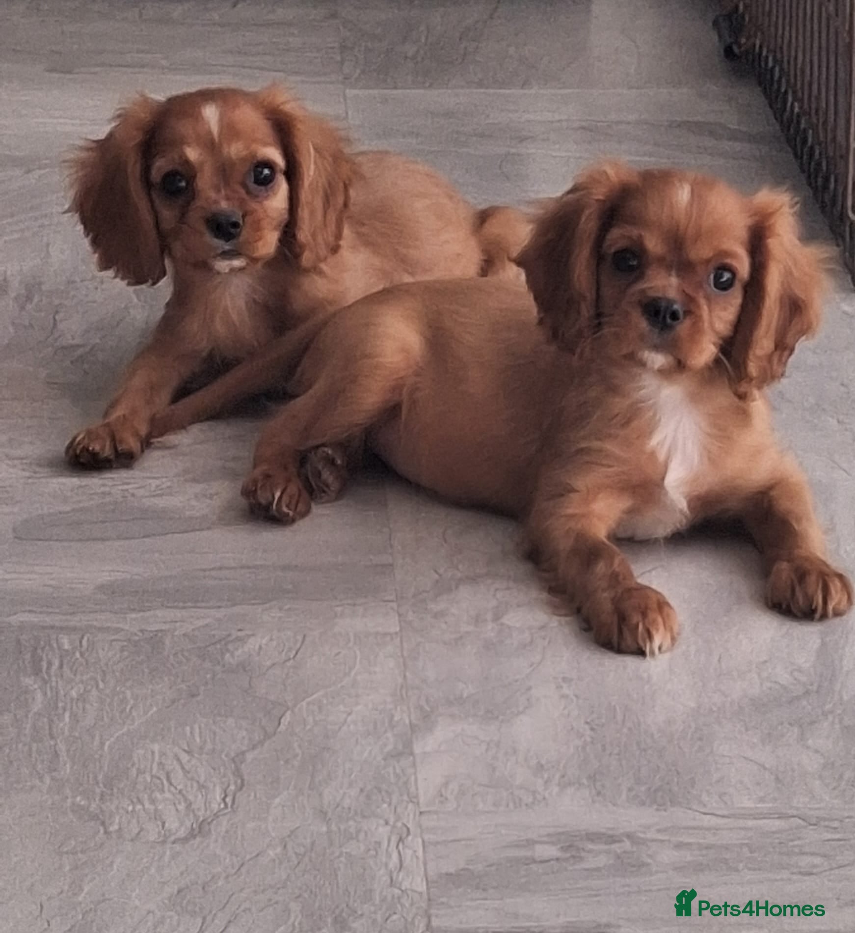 Cavalier King Charles Spaniel dogs for sale: Beautiful King Charles Cavalier  in Greenhithe - Advert 1