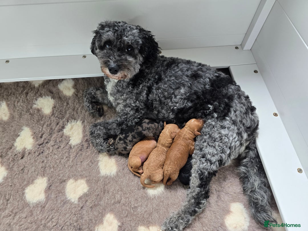 Cavapoo dogs for sale: Cavapoo puppies extensive health tested - Advert 26