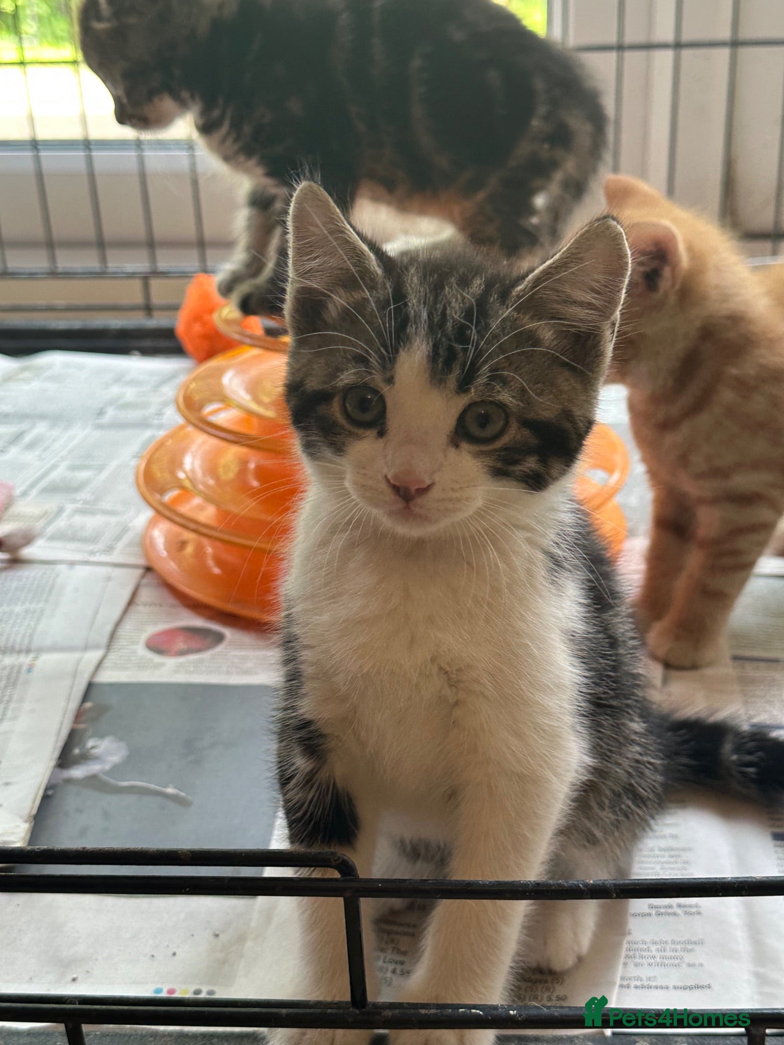 Mixed Breed cats Stunning kittens ready now - Advert 2