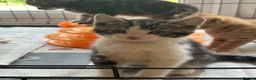 Mixed Breed cats for sale: Stunning kittens ready now - Advert 2