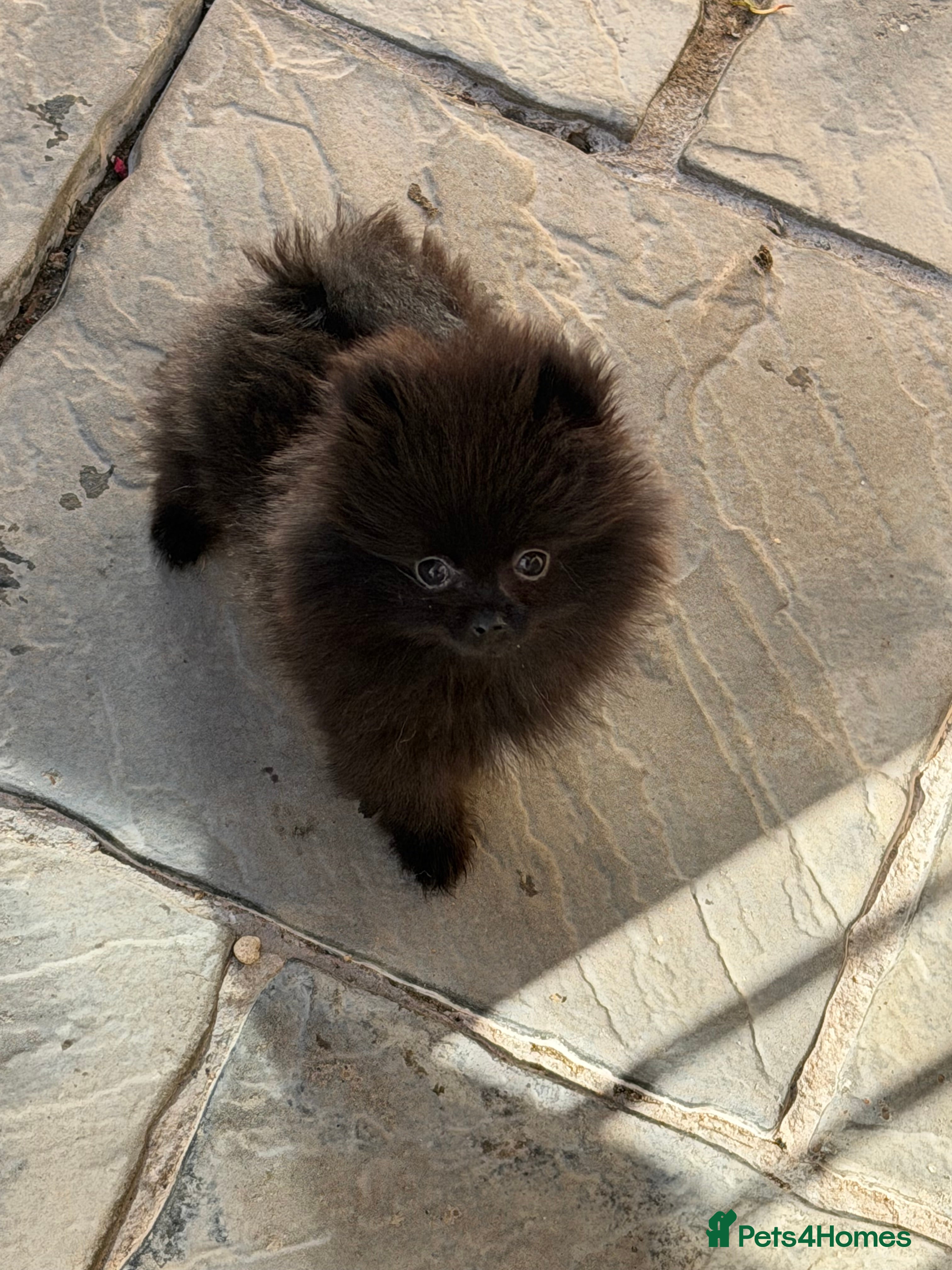 Pomeranian dogs 💐🤩🖤MICRO POMERANIAN READY NOW   🖤🤩💐 - Advert 7
