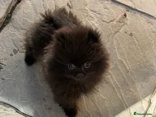 Pomeranian dogs 💐🤩🖤MICRO POMERANIAN READY NOW 🖤🤩💐 - Advert 10