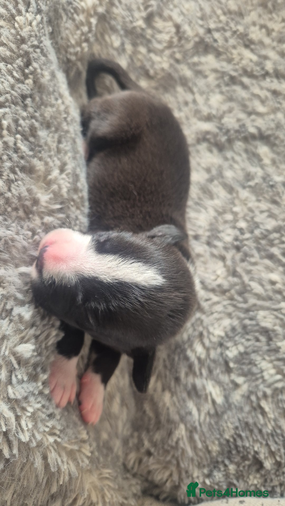 Mixed Breed dogs for sale: American bull staffy cross cane corso - Image 10