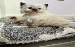 Ragdoll cats for sale: Stunning Blue Lynx & Blue Point Ragdoll Kittens  - Image 5