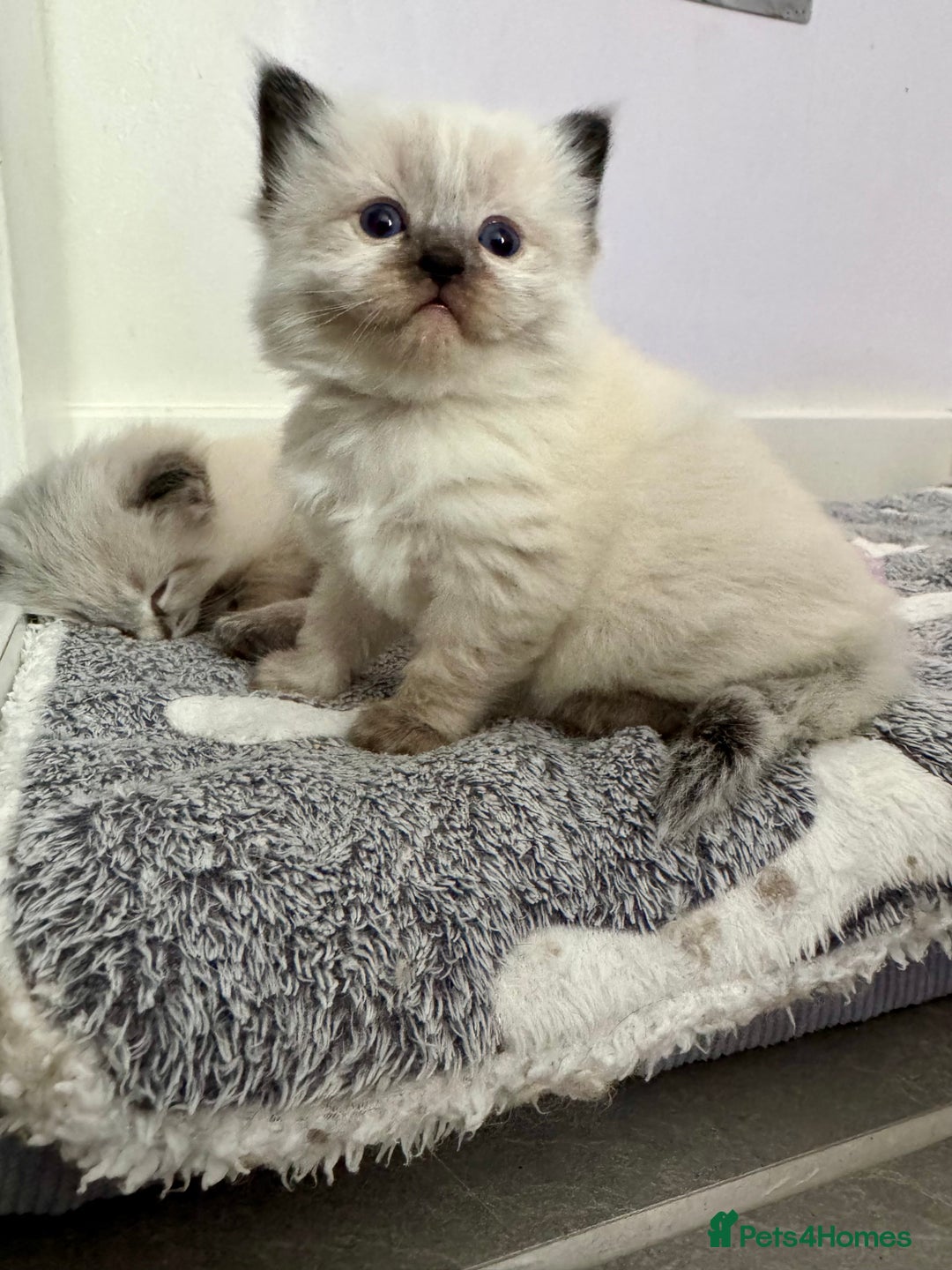 Ragdoll cats for sale: Stunning Blue Lynx & Blue Point Ragdoll Kittens  - Image 5