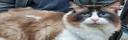 Ragdoll cats for sale: ACTIVE GCCF & TICA Bi-Colour Ragdoll Proven Male - Advert 5