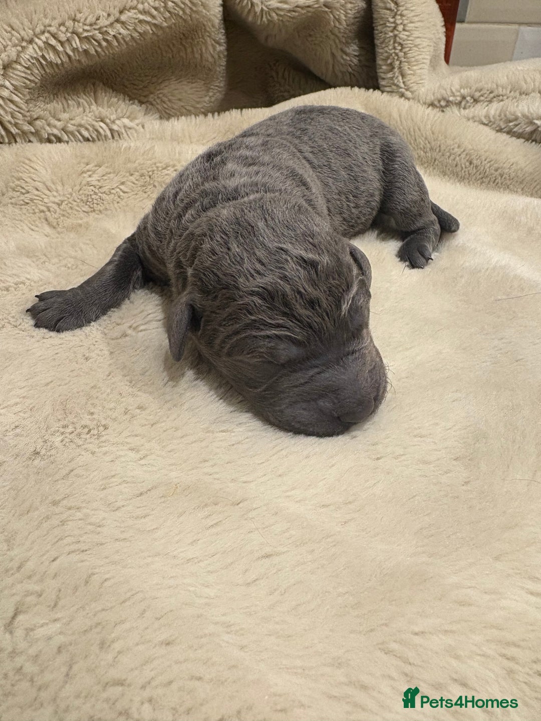 Labrador Retriever dogs for sale: Charcoal/silver Labrador puppies  - Advert 7