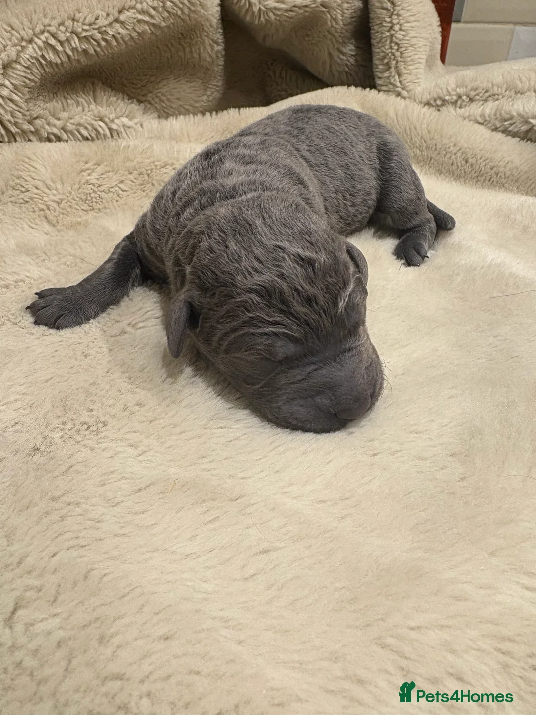 Labrador Retriever dogs for sale: Charcoal/silver Labrador puppies  - Advert 13