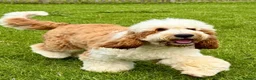 Poodle dogs for stud: Rare Red Tuxedo Moyen Poodle Stud - Advert 15