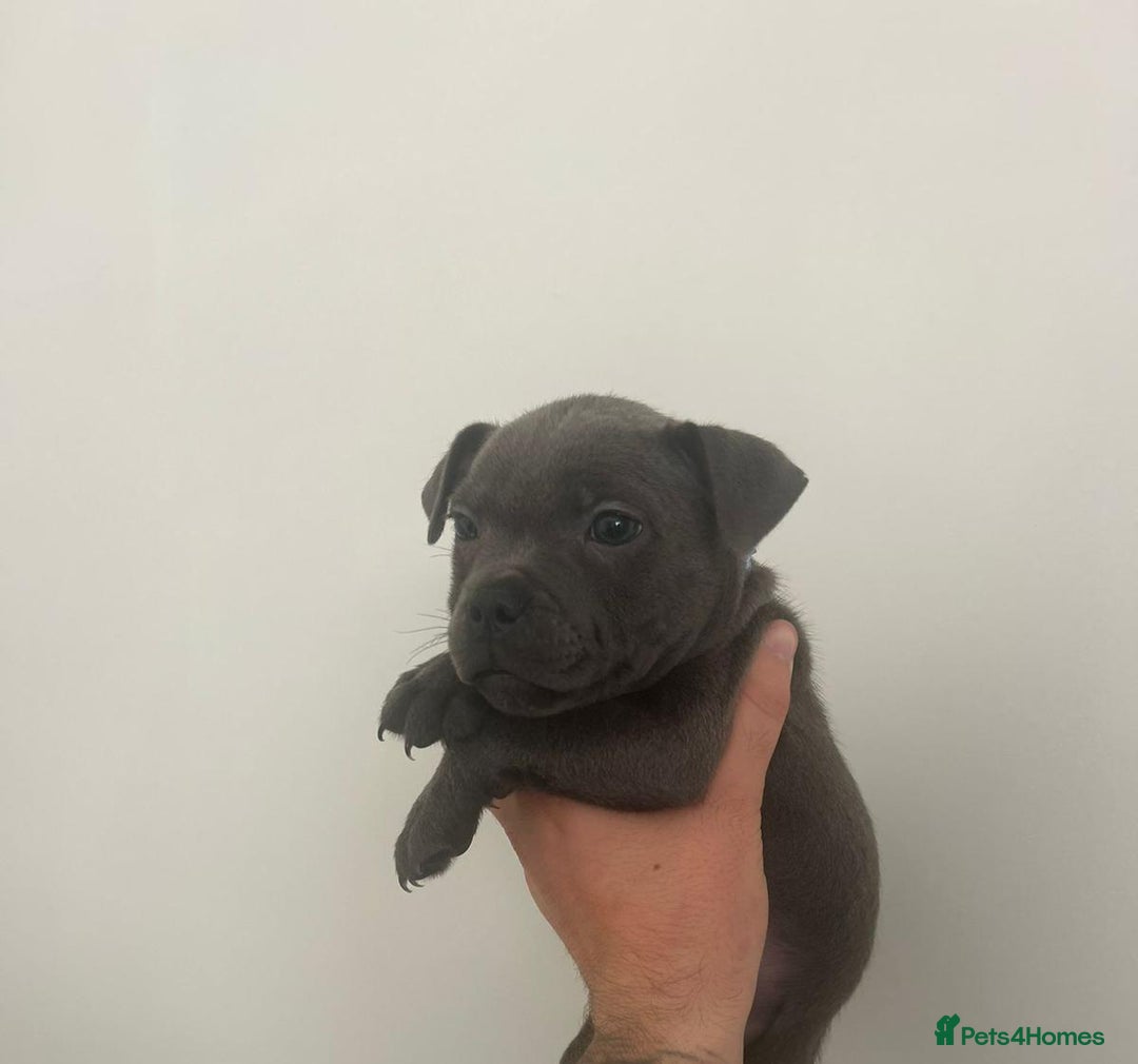 Staffordshire Bull Terrier dogs for sale: Rein X Pharron Bullsaff puppies/1 left due 2 mess - Image 9