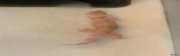 Leopard Gecko reptiles for sale: Albino leopard geckos cb26 - Advert 2