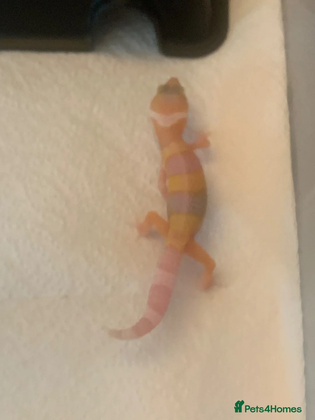 Leopard Gecko reptiles for sale: Albino leopard geckos cb26 - Advert 2