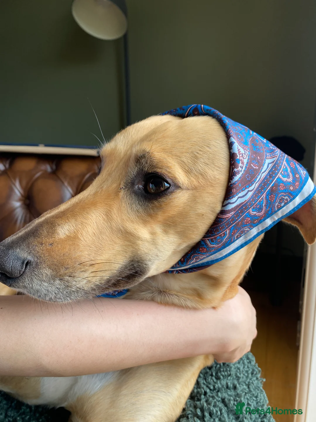 Mixed Breed dogs for sale: Lillie  - Advert 19