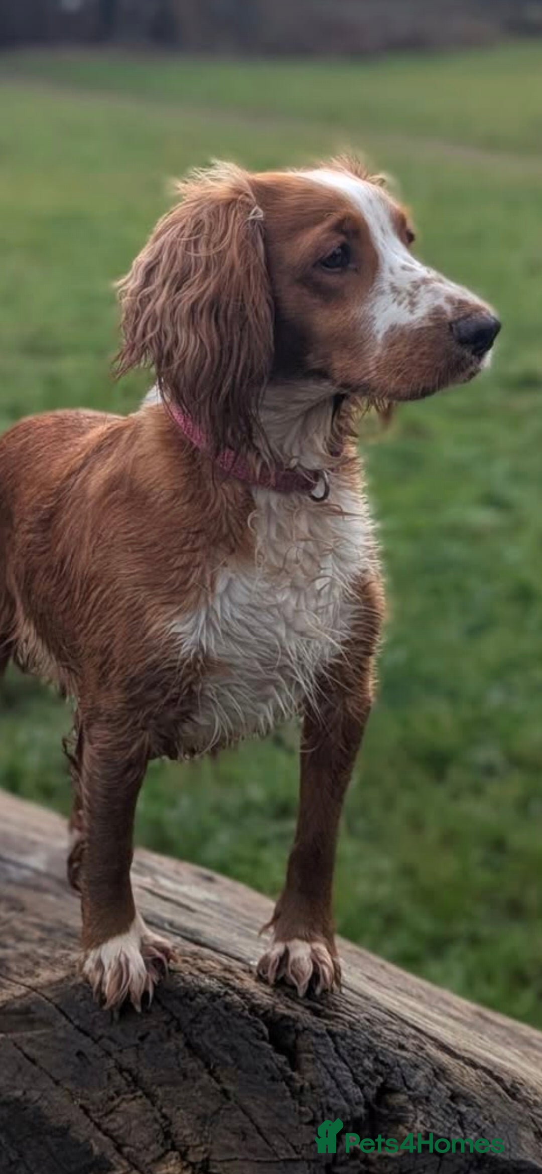 Sprocker dogs for sale: Beautiful litter of Sprockers - Advert 3