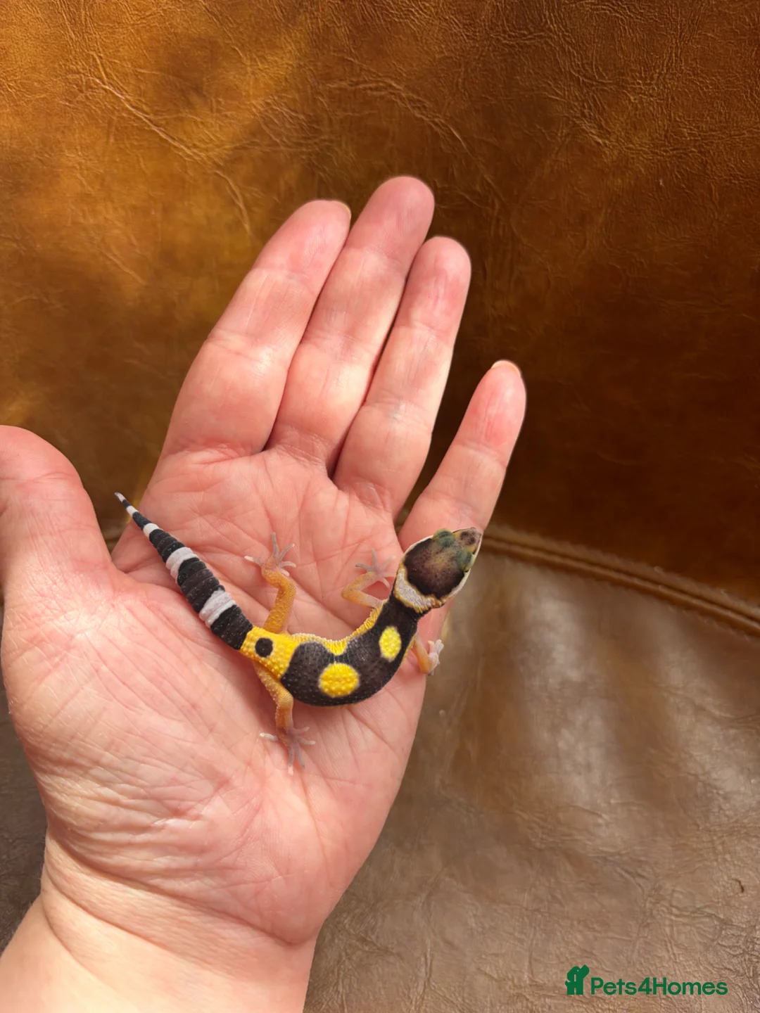 Leopard Gecko reptiles for sale: Leopard gecko babies  in Feltham - Advert 2