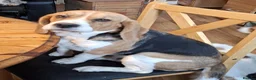 Beagle dogs for sale: Beagle Bitch - Advert 1